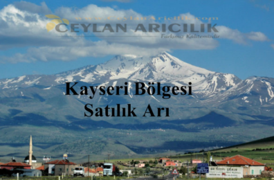 Kayseri Satılık Arılar